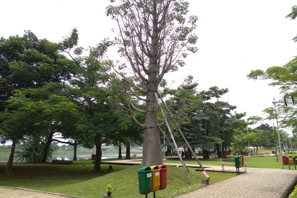Jual Pohon Baobab di Jakarta 1 Jual Pohon Baobab di Jakarta