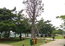 Jual Pohon Baobab