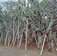 Jual Pohon Kamboja Fosil Tinggi 2 Meter 1 Jual Pohon Kamboja Fosil Tinggi 2 Meter