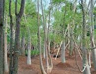 Jual Pohon Moringa Afrika Tinggi 2 Meter