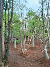 Jual Pohon Moringa Afrika Tinggi 2 Meter