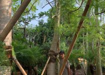Jual Pohon Moringa Afrika Tinggi 3 Meter