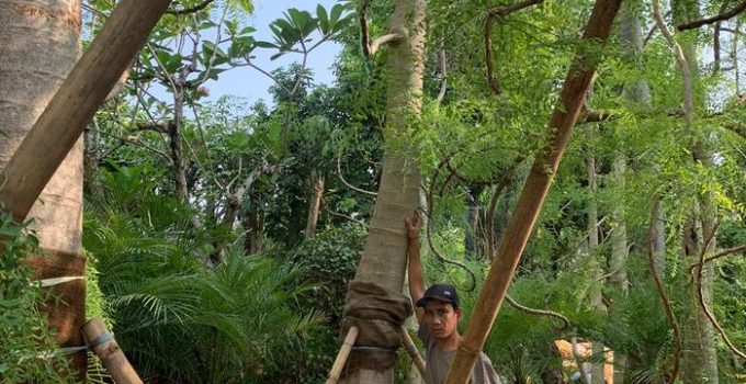 Jual Pohon Moringa Afrika Tinggi 3 Meter