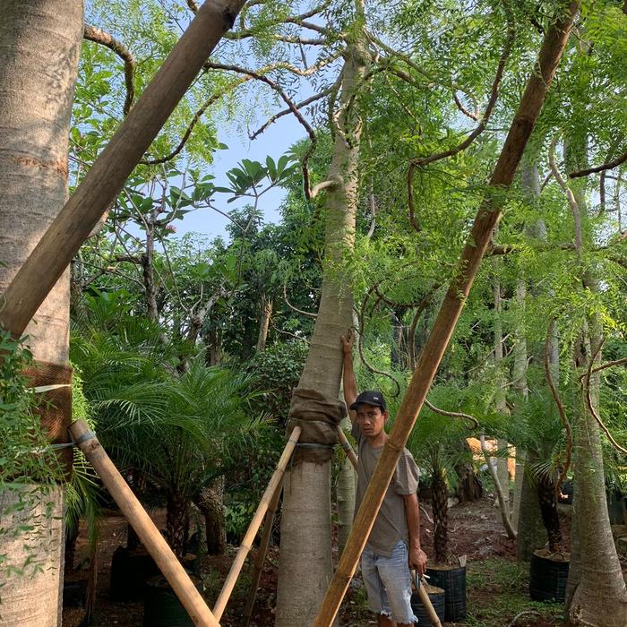 Jual Pohon Moringa Afrika Tinggi 3 Meter 1 Jual Pohon Moringa Afrika Tinggi 3 Meter