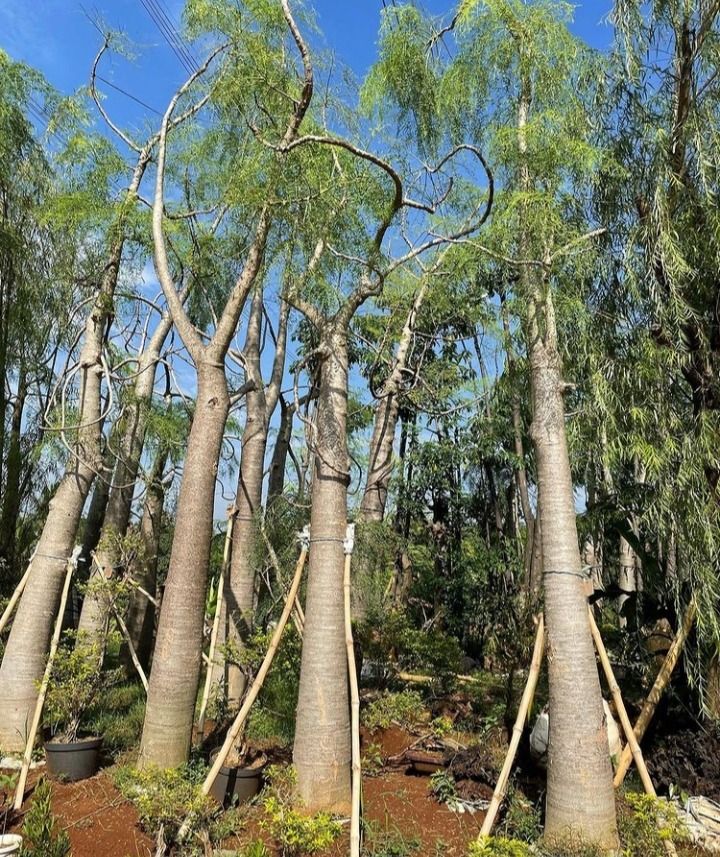 Jual Pohon Moringa Afrika di Jakarta 1 Jual Pohon Moringa Afrika di Jakarta