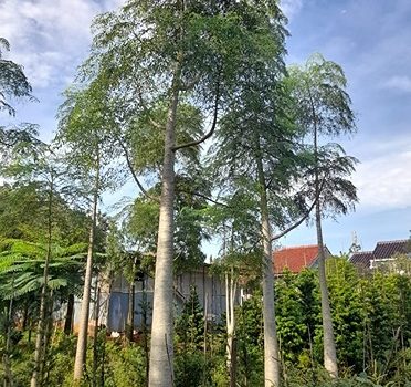 Jual Pohon Moringa Bekasi