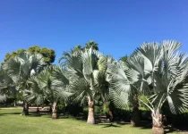 Jual Pohon Palem Bismark untuk Taman Tangerang