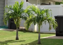 Jual Pohon Palem Raja Bogor