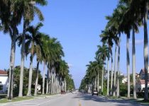 Jual Pohon Palem Tangerang