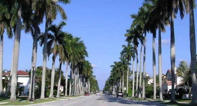 Jual Pohon Palem Tangerang