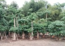 Jual Pohon Pule Besar Depok untuk Proyek Perumahan
