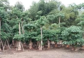 Jual Pohon Pule Besar Depok untuk Proyek Perumahan