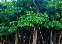 jual pohon pule di jakarta