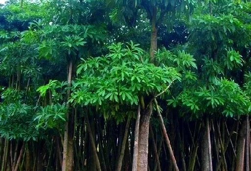 jual pohon pule di jakarta