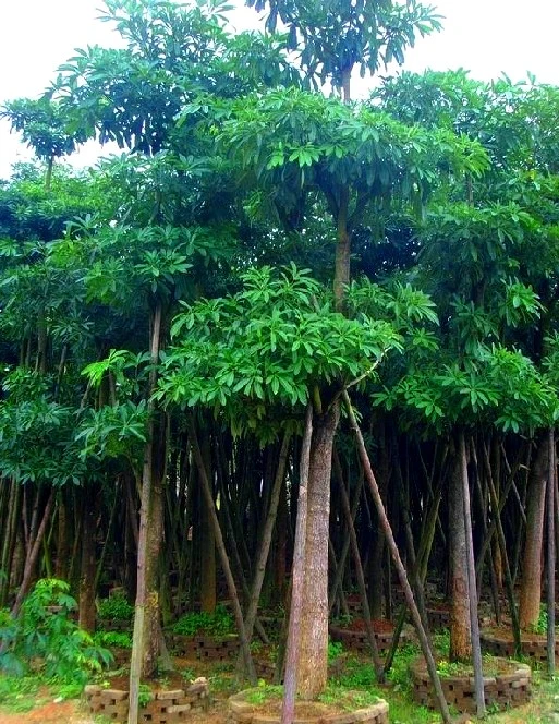 Jual Pohon Pule di Jakarta 1 jual pohon pule di jakarta