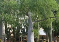 Pengadaan Moringa untuk Proyek Perumahan Jakarta
