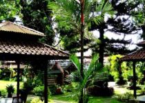 Pengadaan Pohon Hias Besar untuk Taman