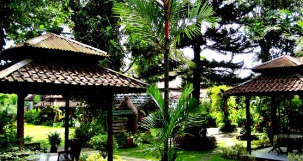 Pengadaan Pohon Hias Besar untuk Taman