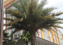 Pengadaan Pohon Palem Kenari Kantor Bogor