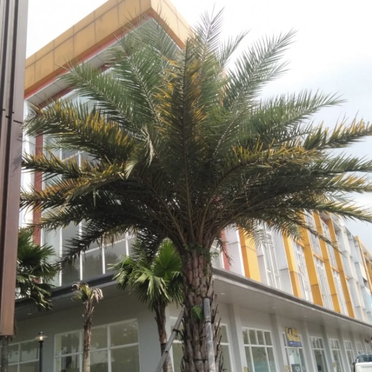 Pengadaan Pohon Palem Kenari Kantor Bogor 1 Pengadaan Pohon Palem Kenari Kantor Bogor