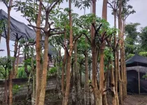 Penyedia Pohon Pule Ukuran 3 Meter Jakarta