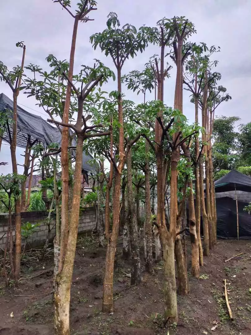 Penyedia Pohon Pule Ukuran 3 Meter Jakarta