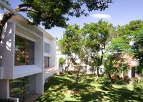 Pohon Peneduh Cepat Tumbuh Jakarta