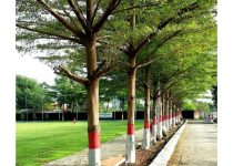 Suplier Pohon Ketapang Kencana Kantor Depok