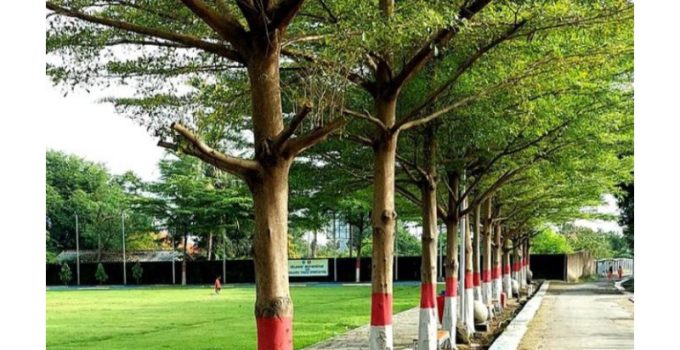 Suplier Pohon Ketapang Kencana Kantor Depok