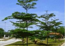 Suplier Pohon Ketapang Kencana Tangerang