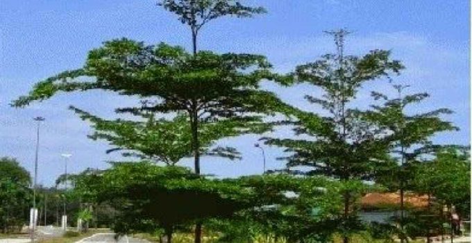 Suplier Pohon Ketapang Kencana Tangerang