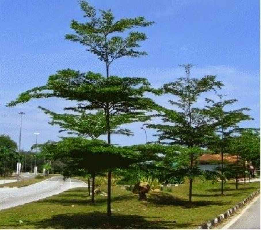 Suplier Pohon Ketapang Kencana Tangerang 1 Suplier Pohon Ketapang Kencana Tangerang