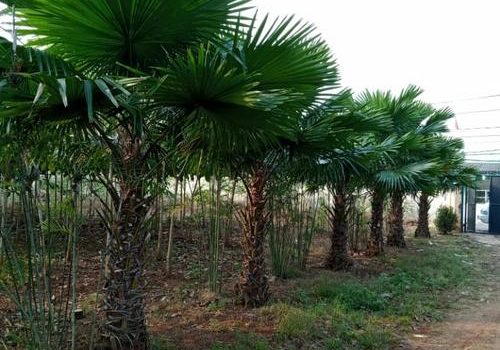 Suplier Pohon Palem Sadeng Jakarta Bogor Depok Tangerang Bekasi