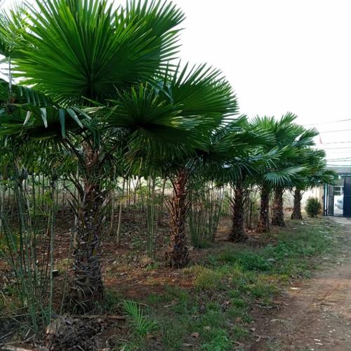 Suplier Pohon Palem Sadeng Jakarta Bogor Depok Tangerang Bekasi 1 Suplier Pohon Palem Sadeng Jakarta Bogor Depok Tangerang Bekasi