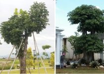 Suplier Pohon Pule Jawa Barat