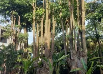 Tempat Beli Pohon Besar Bogor