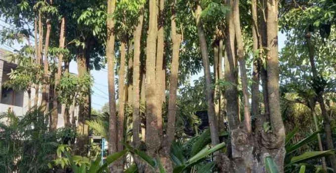 Tempat Beli Pohon Besar Bogor