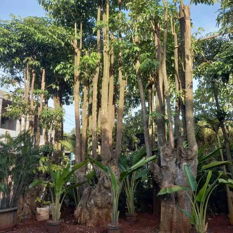 Tempat Beli Pohon Besar Bogor 1 Tempat Beli Pohon Besar Bogor