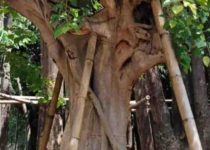 Jual Pohon Abar Jakarta Pusat 4 Jual Pohon Abar Jakarta Pusat