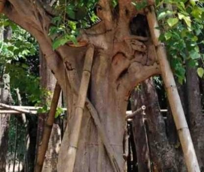 Jual Pohon Abar Jakarta Pusat