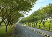 Jual Pohon Abar di Jakarta 11 Jual Pohon Abar di Jakarta