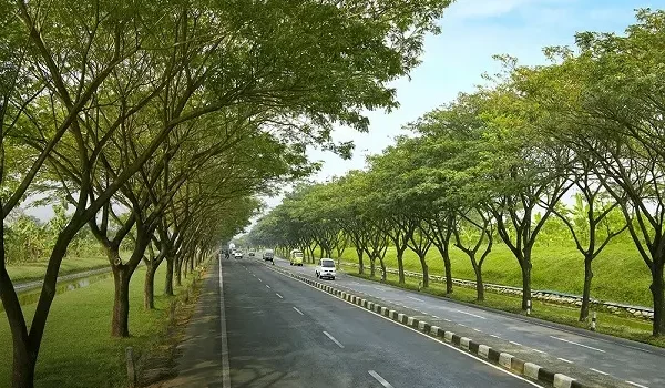 Jual Pohon Abar di Jakarta