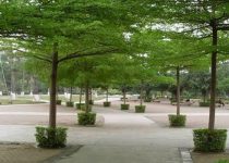 Jual Pohon Ketapang Kencana Jakarta Barat 3 Jual Pohon Ketapang Kencana Jakarta Barat