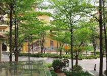 Jual Pohon Ketapang Kencana Jakarta Selatan 3 Jual Pohon Ketapang Kencana Jakarta Selatan