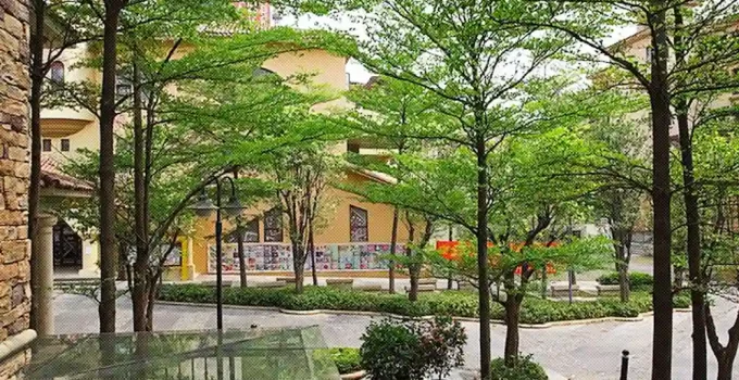 Jual Pohon Ketapang Kencana Jakarta Selatan