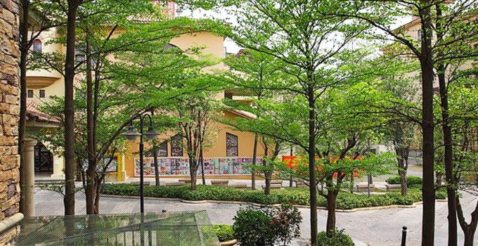 Jual Pohon Ketapang Kencana Jakarta Selatan