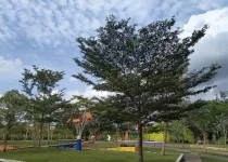 Jual Pohon Ketapang Kencana Jakarta Timur 3 Jual Pohon Ketapang Kencana Jakarta Timur