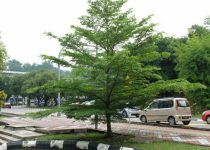 Jual Pohon Ketapang Kencana di Jakarta 3 Jual Pohon Ketapang Kencana di Jakarta