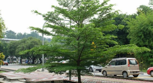 Jual Pohon Ketapang Kencana di Jakarta