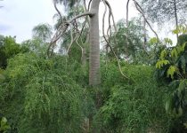 Jual Pohon Moringa Afrika Jakarta Barat 11 Jual Pohon Moringa Afrika Jakarta Barat